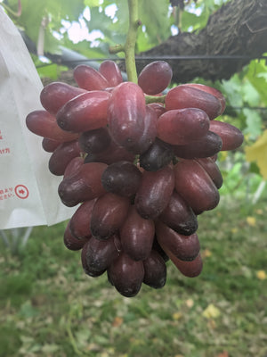 ちょっぴり贅沢2房セット