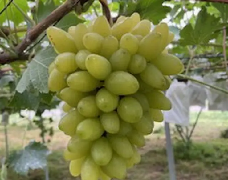 樹上で熟したタカクワファームのぶどう
